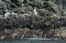 green cormorants?